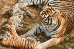 The Orphaned Cubs: What Happens When A Mother Tiger Is Taken Away
