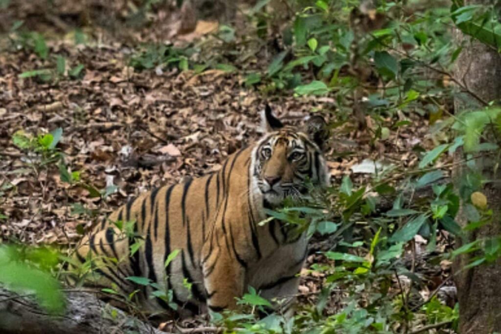 'Earn Your Stripes': Telangana Invites Citizens To Count Tigers