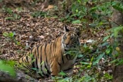 'Earn Your Stripes': Telangana Invites Citizens To Count Tigers