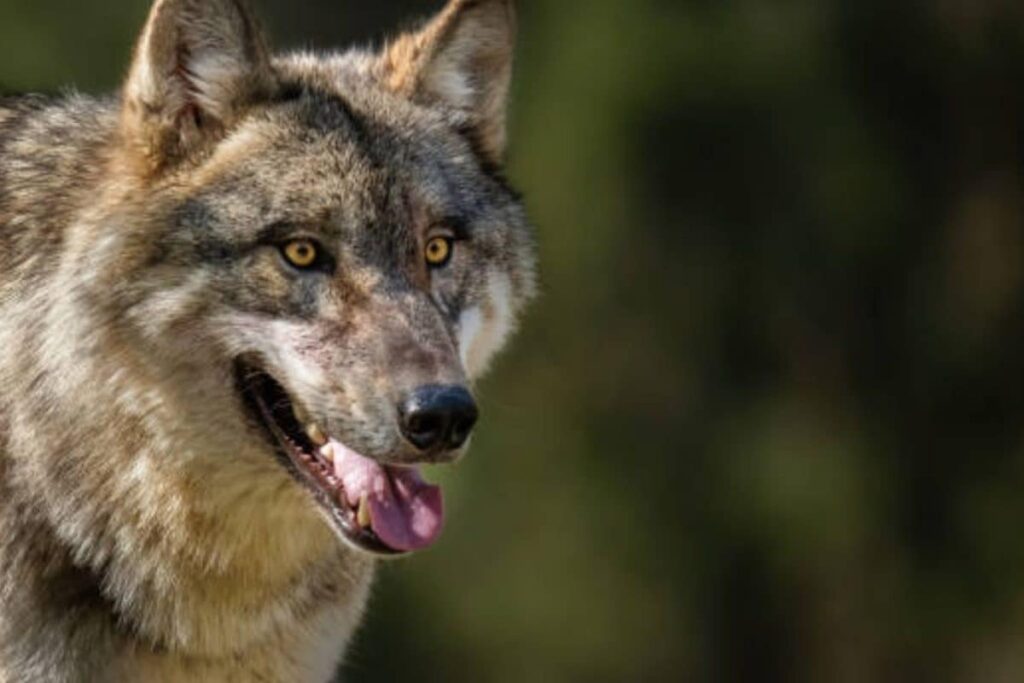 Wolf Drags 2-Year-Old Girl From Her Home In UP's Behraich, Search Op Underway