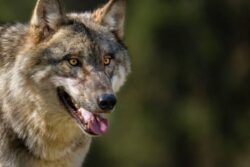 Wolf Drags 2-Year-Old Girl From Her Home In UP's Behraich, Search Op Underway