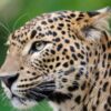 13-Year-Old Boy Killed In Leopard Attack In Maharashtra's Pune