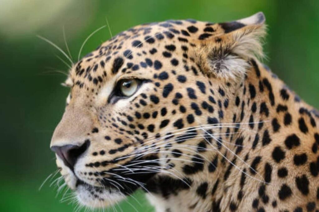 13-Year-Old Boy Killed In Leopard Attack In Maharashtra's Pune