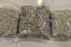Op Weed Out: DRI Seizes Hydroponic Weed Worth Rs 42 Crore At Mumbai Airport