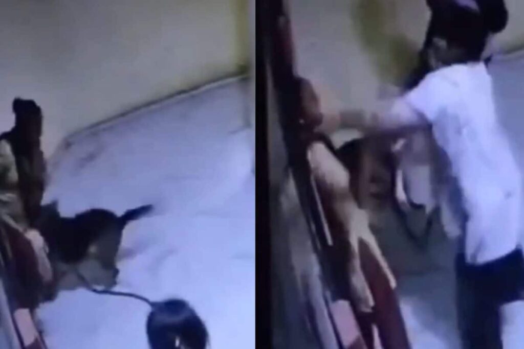 Pet Dog Attacks Woman In Rajkot Flat, Owner Thrashes Victim | Video