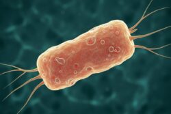 Silent Threat In Sacred Waters: Karnataka Warns Sabarimala Pilgrims About Deadly 'Brain-Eating' Amoeba