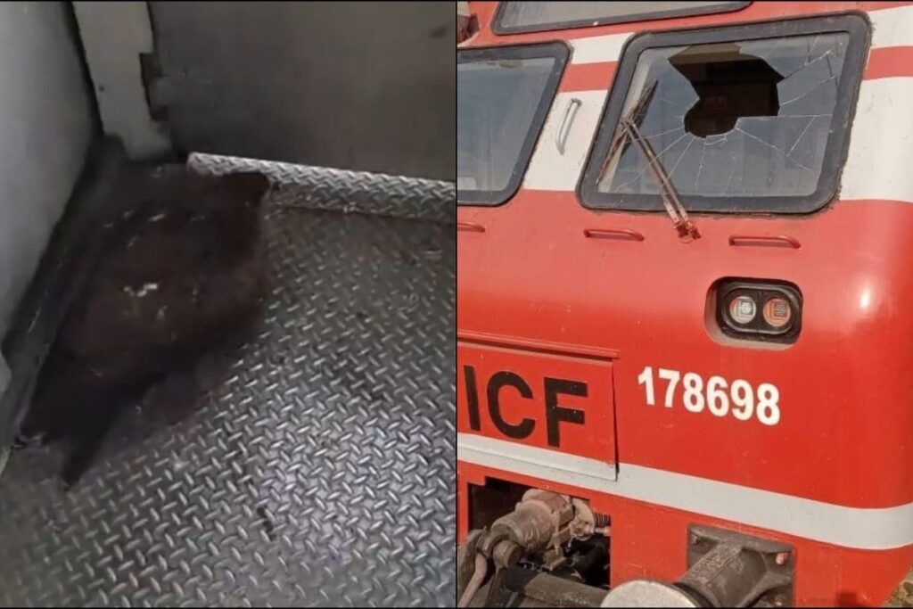 Eagle Crashes Into Windscreen Of J&K Train, Locomotive Pilot Suffers Minor Injuries