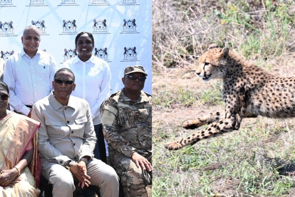 Watch: President Droupadi Murmu Receives Eight Cheetahs From Botswana Under Project Cheetah