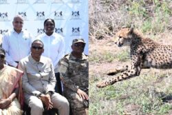 Watch: President Droupadi Murmu Receives Eight Cheetahs From Botswana Under Project Cheetah