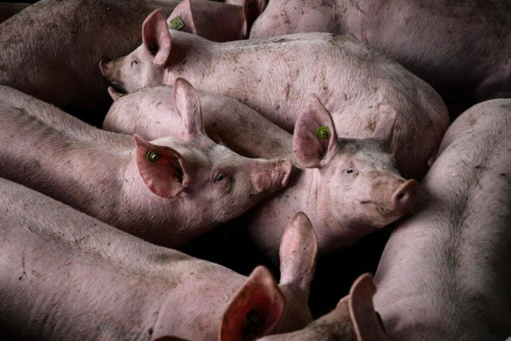 Assam Bans Pig Transport, Pork Sales As African Swine Fever Spreads To 297 Epicentres