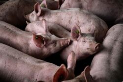 Assam Bans Pig Transport, Pork Sales As African Swine Fever Spreads To 297 Epicentres