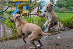 Gujarat Man Moves Court Seeking Divorce, Says Wife's Obsession With Stray Dogs Ruined Marriage