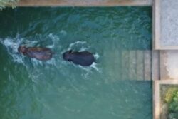 'No Reason To Doubt Them': Global Wildlife Body Hails Vantara’s Advanced Infrastructure