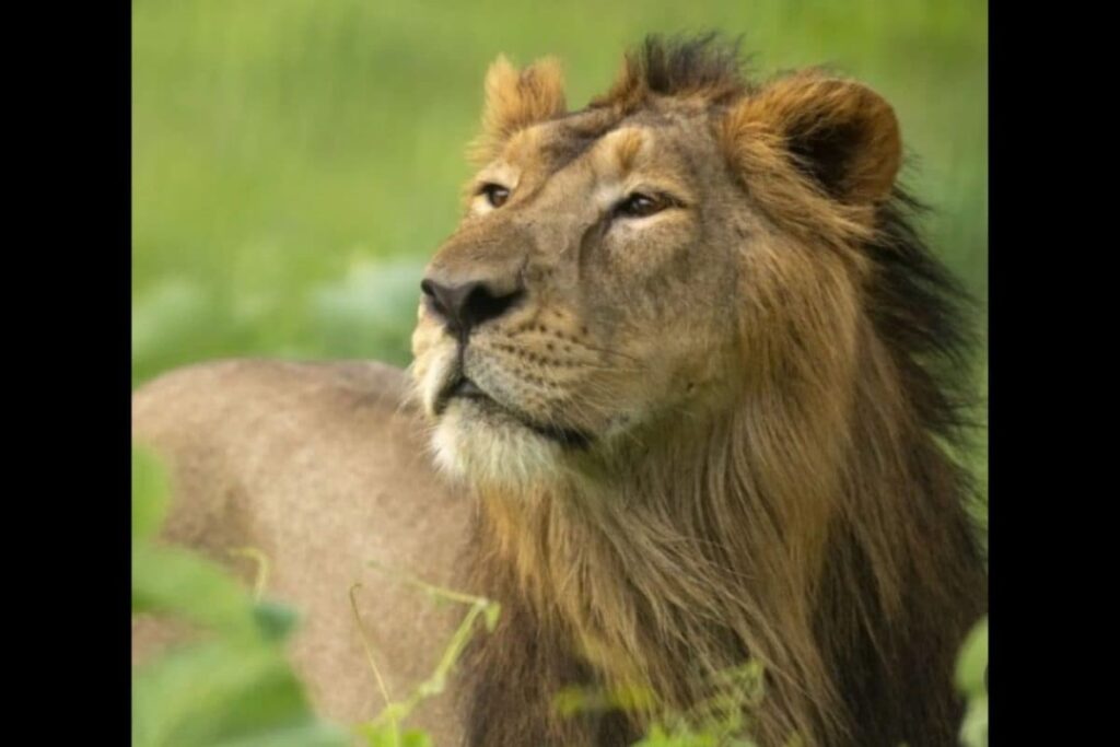 CITES Hails Vantara's Successful Breeding Of Asiatic Lions, Advanced Care Standards