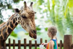 Elephant, Tiger Or Giraffe: How Much It Costs To Adopt An Animal At Mysuru Zoo