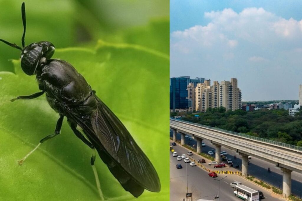 The Fly That Eats Garbage: Bengaluru's New Ally In The Waste War