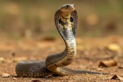 Teachers Trapped On 'Animal Planet': Educators Asked To Keep Out Stray Dogs, Even Venomous Wildlife