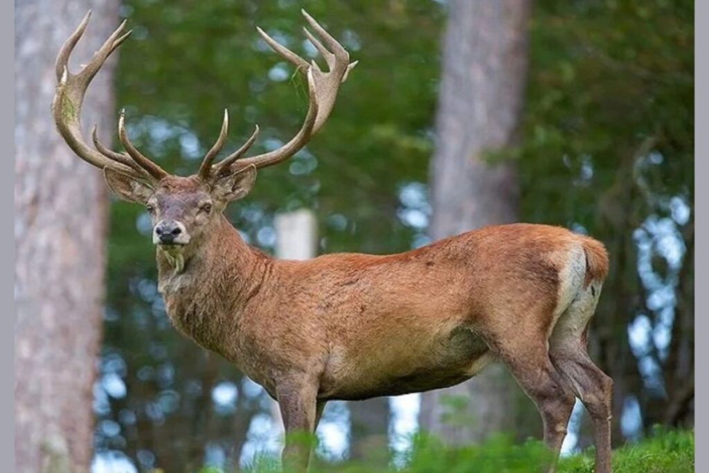 Hope For The Hangul: Endangered Kashmiri Deer Shows Signs Of Revival