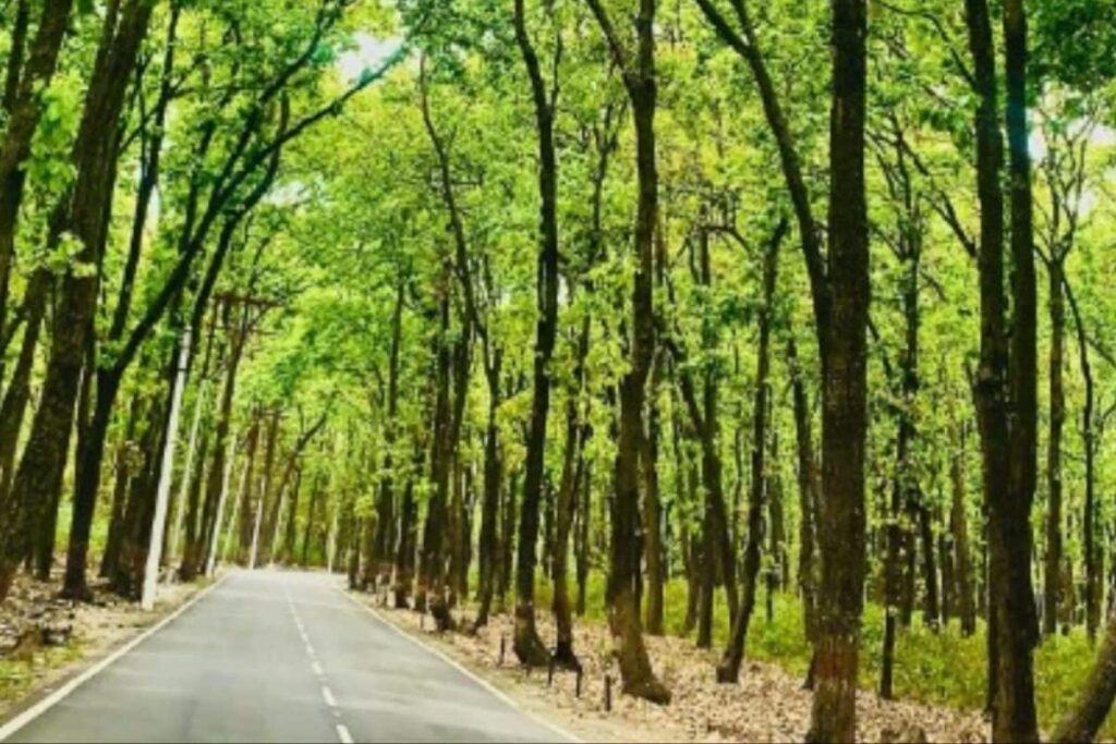 'Sitting Like Mute Spectators': Supreme Court Raps Uttarakhand Authorities Over Forest Land Grabbing