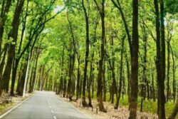 'Sitting Like Mute Spectators': Supreme Court Raps Uttarakhand Authorities Over Forest Land Grabbing