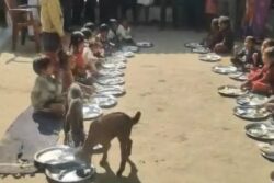 Goats Seen Eating Mid-Day Meal Alongside Children In Madhya Pradesh School, Probe Ordered
