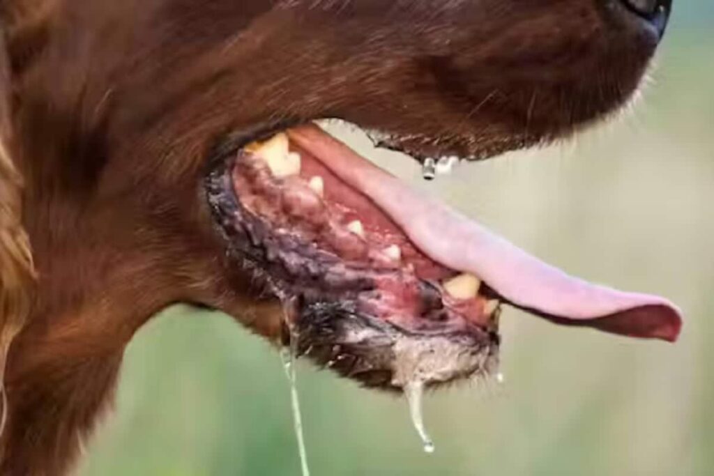 Think Pet Dogs Are Always Safe? Doctors Warn Rabies Risk Is Rising Sharply