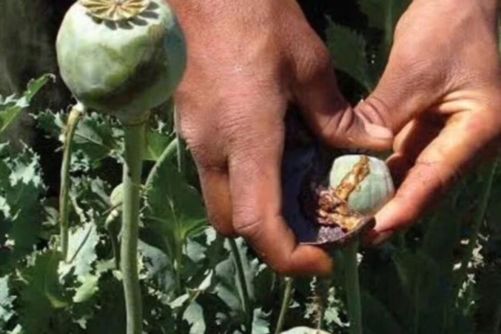 Crackdown On Opium: What Jabalpur Court Ruling Changed And How The Trade Really Works