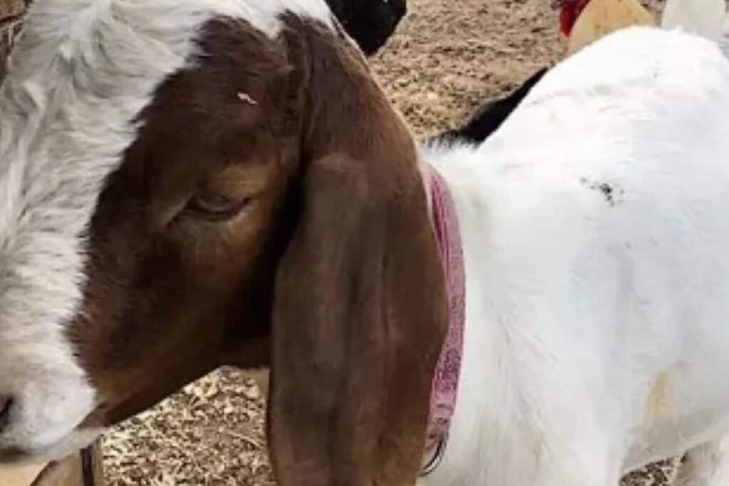 Rabies Scare Takes Over Chhatisgarh Village After Goat Bitten By Rabid Dog Served At Feast