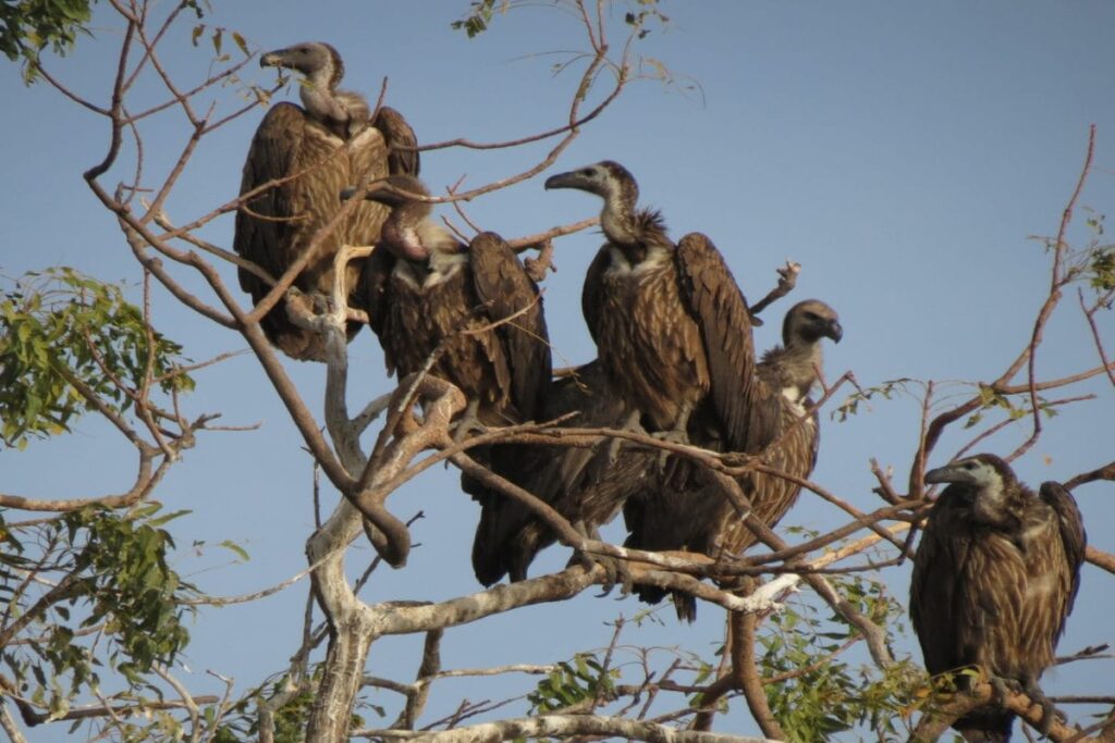 Assam To Reintroduce 12 Critically Endangered Slender-Billed, White-Rumped Vultures Into The Wild