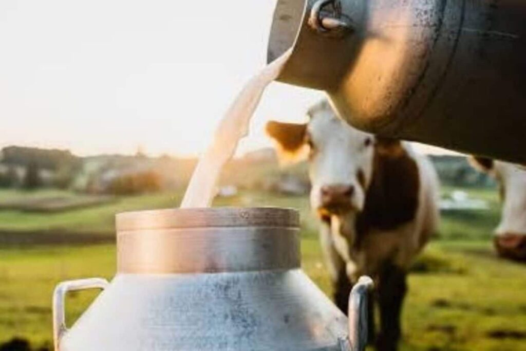 Can You Get Rabies From Milk Of A Rabid Animal? What Experts Say As Panic Hits A UP Village