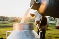 Can You Get Rabies From Milk Of A Rabid Animal? What Experts Say As Panic Hits A UP Village