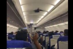 'A Surprise Guest': Pigeon Enters Bengaluru–Vadodara IndiGo Flight Before Take-Off | Video