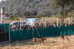 Madhya Pradesh CM Releases 3 Cheetahs, Including 2 Cubs, Into The Wild At Kuno | Video