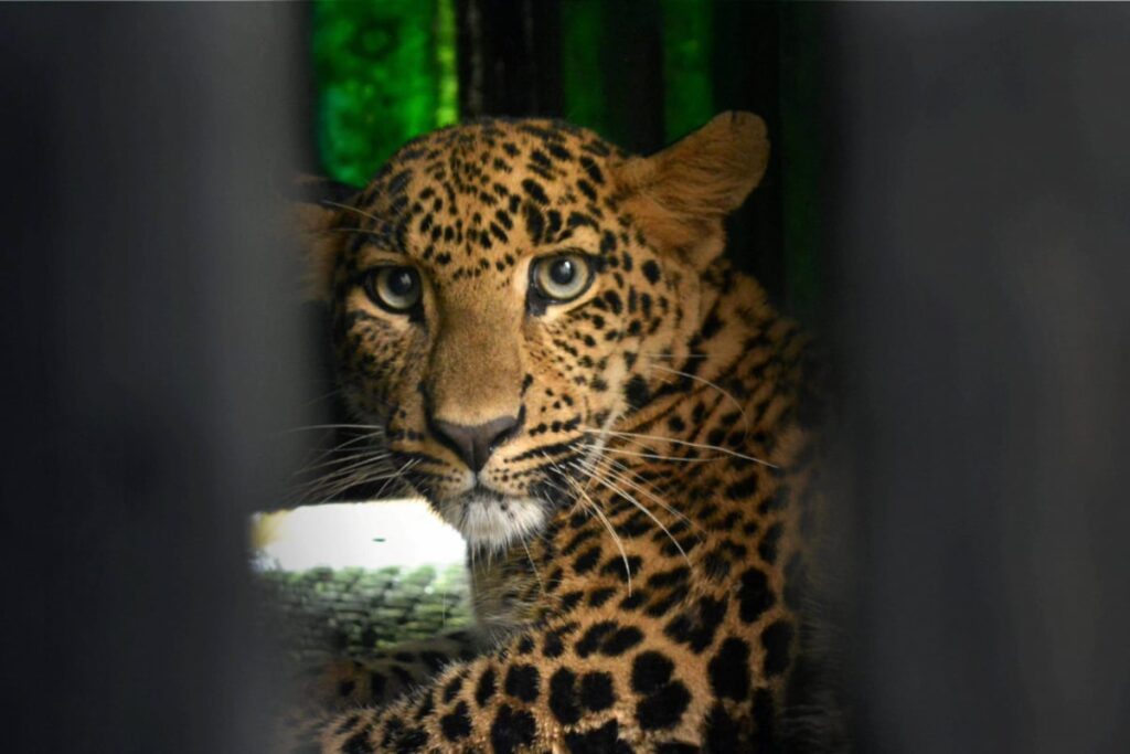 Forest Dept To Escort Students In Uttarakhand Amid Rise In Himalayan Bear, Leopard Attacks