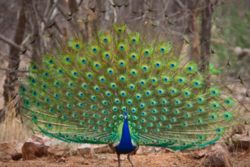 GK: Which Indian Bird Earns The Title ‘Queen Of Birds’ For Its Stunning Beauty?