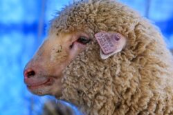 Tarmeem Turns One: The Story Behind India’s First Gene-Edited Sheep