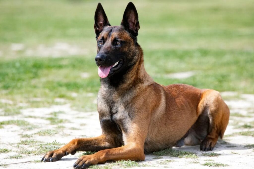 Nine Belgian Malinois Pups From Karnataka Village Head To Guard The Nation