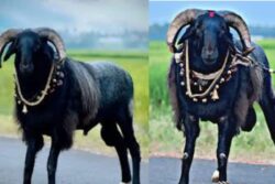 Rs 9 Lakh To Remember A Ram: Karnataka’s Unusual Memorial For An Animal
