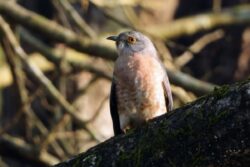 These Birdwalks Are Turning Ordinary Sundays Into Nature Lessons In Bengaluru