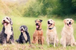 This City Plans To Ban Dogs, Cats Inside Public Parks