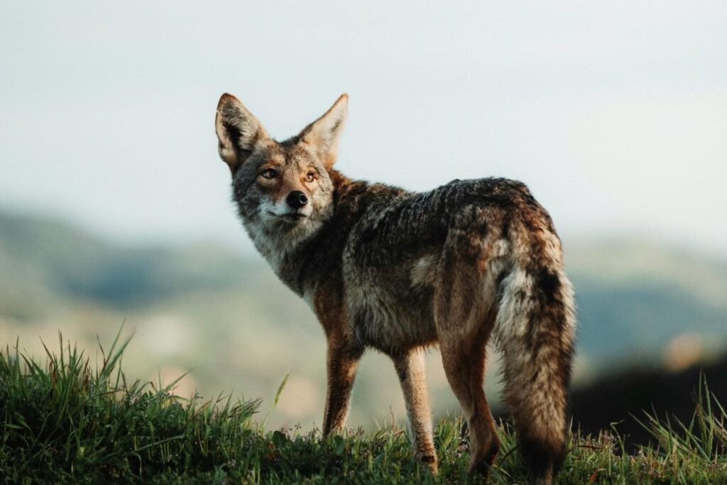 Crucial CCTV Footage Missing As Jackal Killed At Delhi Zoo, Ranger Removed