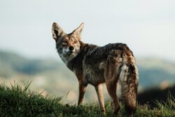 Crucial CCTV Footage Missing As Jackal Killed At Delhi Zoo, Ranger Removed