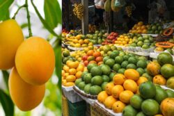 Mangoes In Winter? Bengaluru Markets See An Early Arrival Of The Summer Fruit
