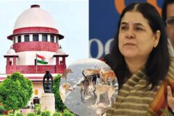 ‘Committed Contempt’: Supreme Court Slams Maneka Gandhi On Remarks Against Stray Dog Order