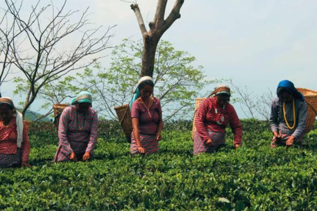Poll Body Approves Tea Garden Employment Records For Bengal SIR, BJP Hails Move