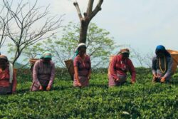 Poll Body Approves Tea Garden Employment Records For Bengal SIR, BJP Hails Move