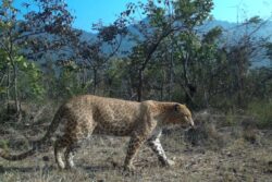 Karnataka’s First ‘Sandalwood Leopard’ Spotted, Only Second Rare Big Cat In India