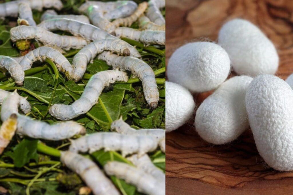 Can AI Save India’s Silk Farmers? Bengaluru’s New Tool Might Have The Answer