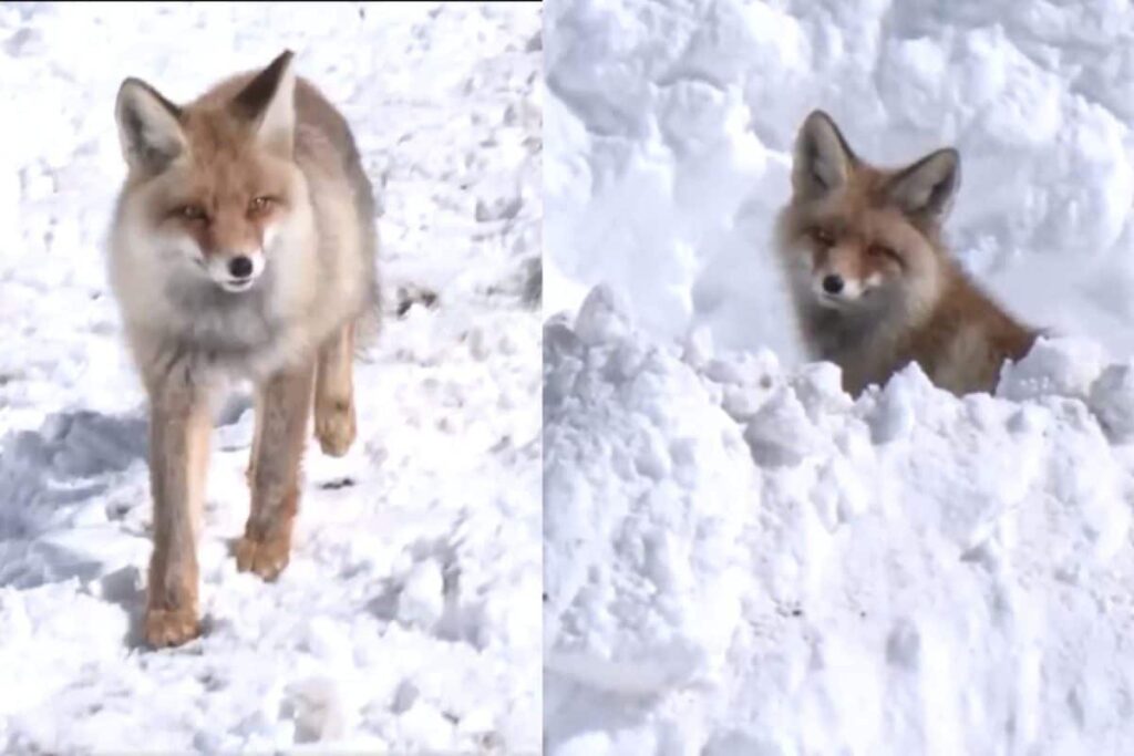 Rare Himalayan Red Fox Sighted At Zojila Pass | Video