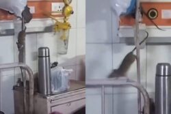 Viral Shock From UP Medical Hospital: WATCH Rats Crawl Near Oxygen Tubes Right Above Sleeping Patients in Ortho Ward